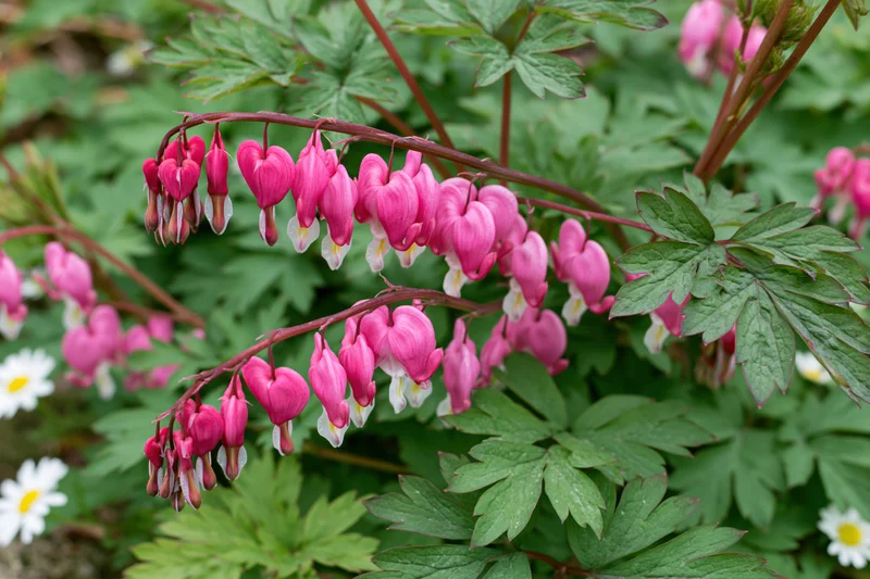 Bleeding heart flowers in full bloom among green foliage in a shaded garden