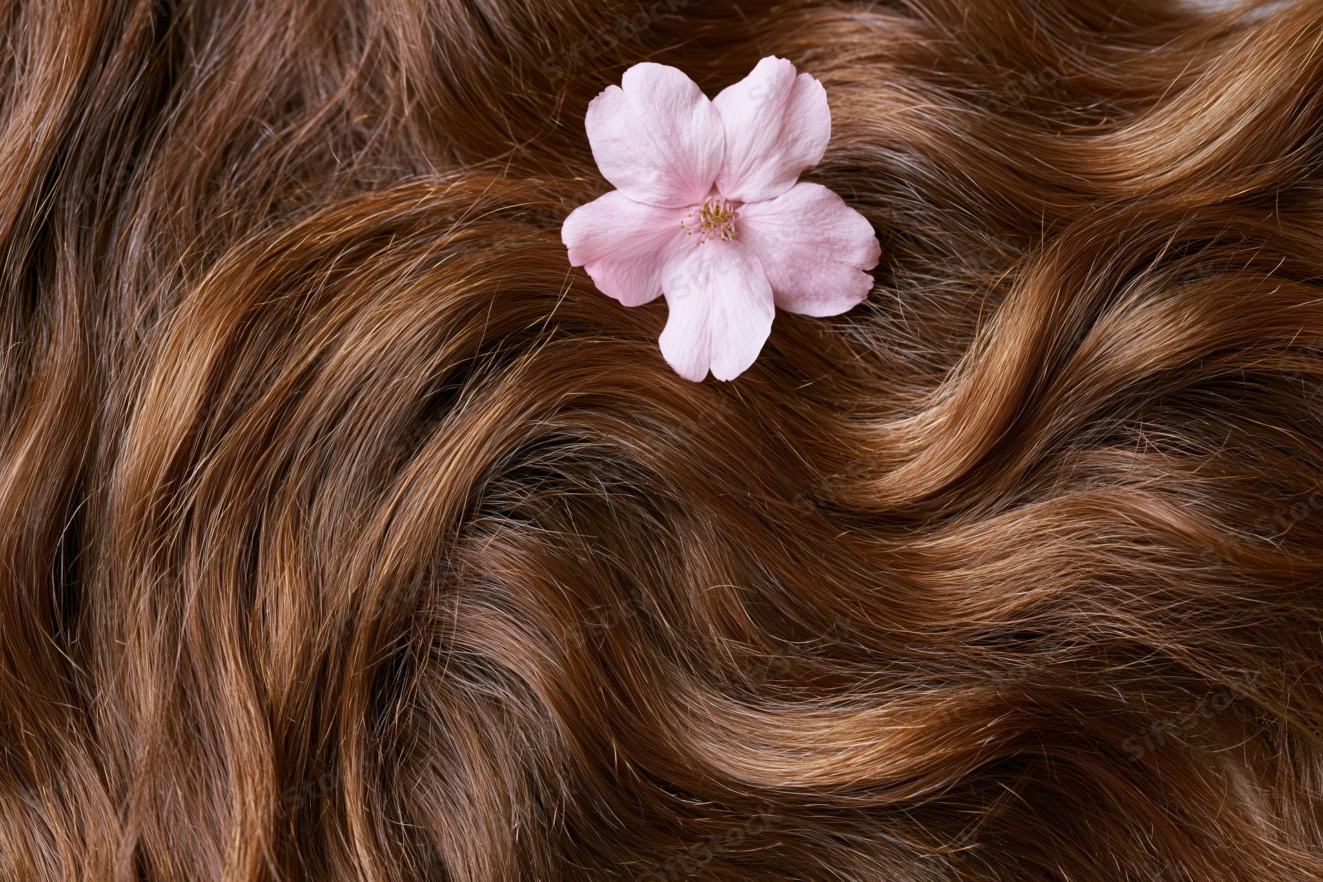 Close-up of long wavy auburn-brown hair with a pink cherry blossom resting on the strands