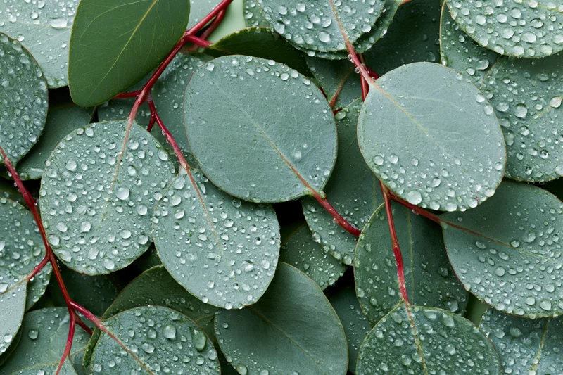 Close-up flat lay of overlapping eucalyptus leaves with water droplets on green surfaces and red stems