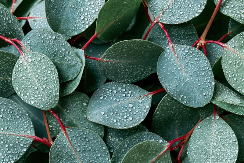 Close-up of overlapping eucalyptus leaves with water droplets on a flat surface