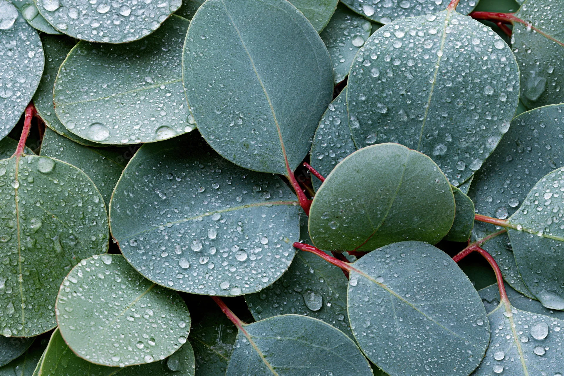 Overlapping eucalyptus leaves with water droplets in a flat lay arrangement