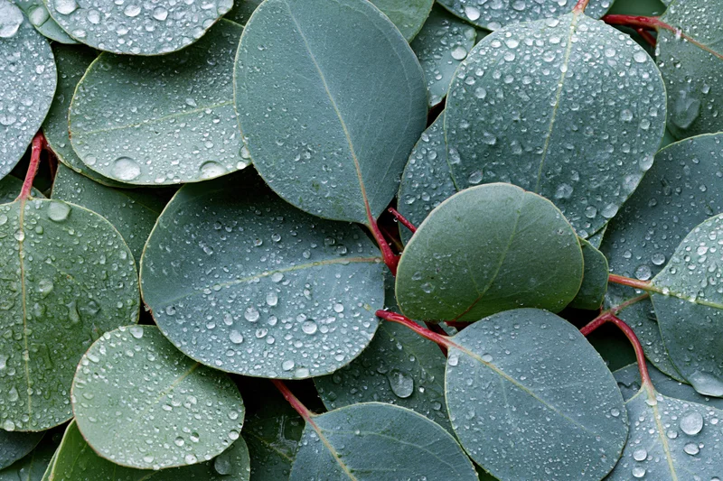 Overlapping eucalyptus leaves with water droplets in a flat lay arrangement
