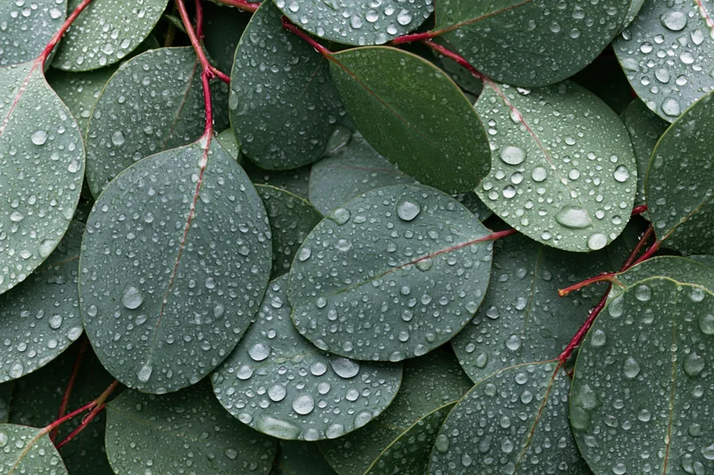 Close-up of overlapping eucalyptus leaves covered in water droplets, flat lay arrangement