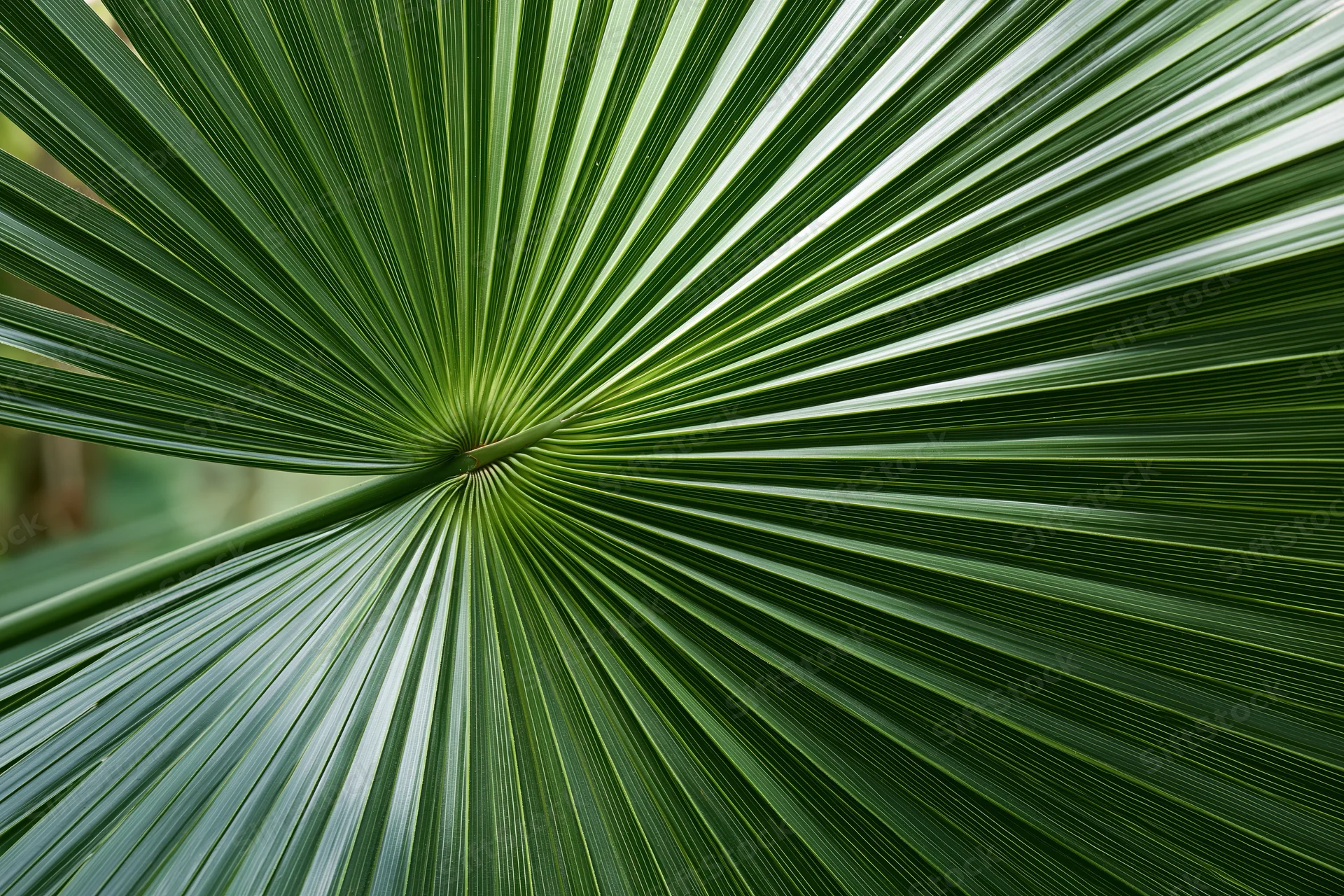 Close-up of a fan palm leaf showing radial symmetry and detailed venation in natural light