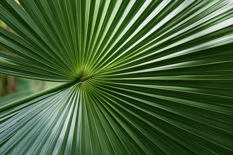 Close-up of a fan palm leaf showing radial symmetry and detailed venation in natural light