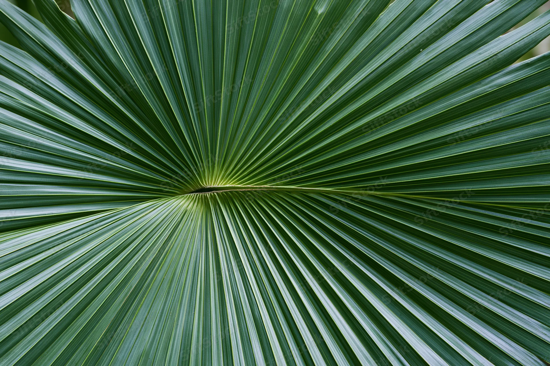 Close-up of a fan palm leaf filling the frame with radial green fronds
