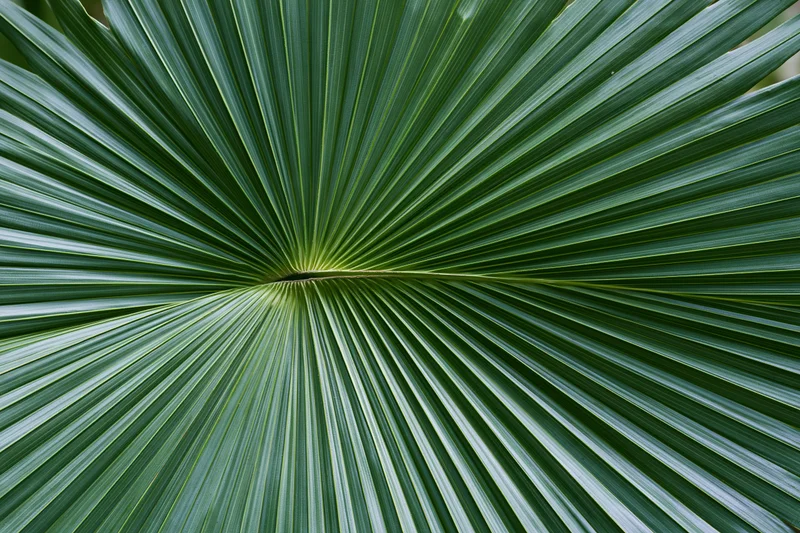 Close-up of a fan palm leaf filling the frame with radial green fronds