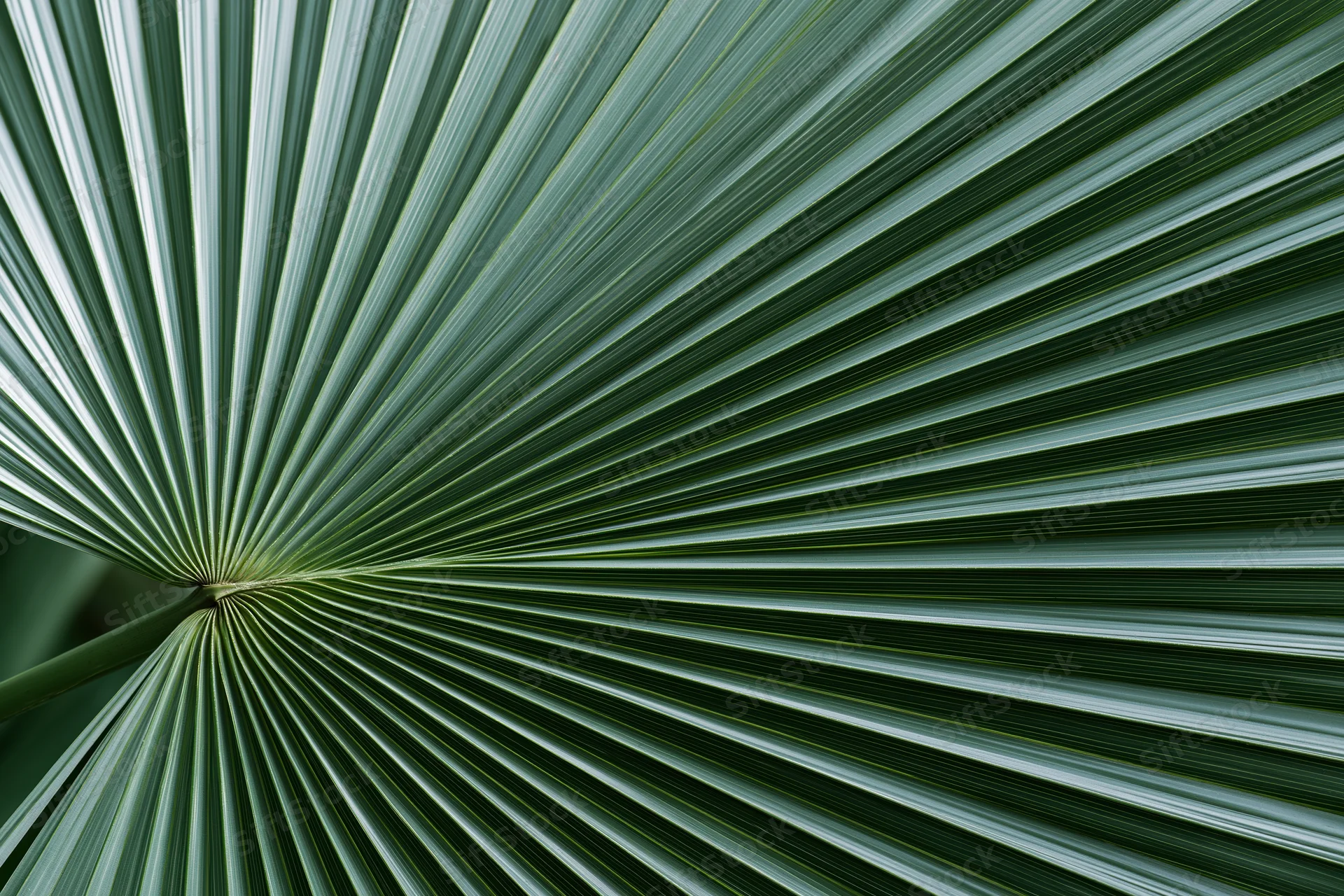 Closeup of a fan palm leaf with radiating fronds filling the frame