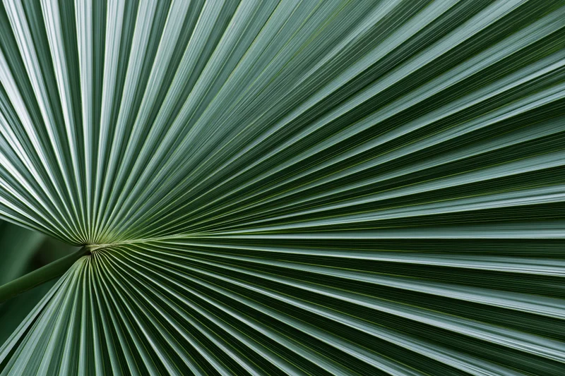 Closeup of a fan palm leaf with radiating fronds filling the frame
