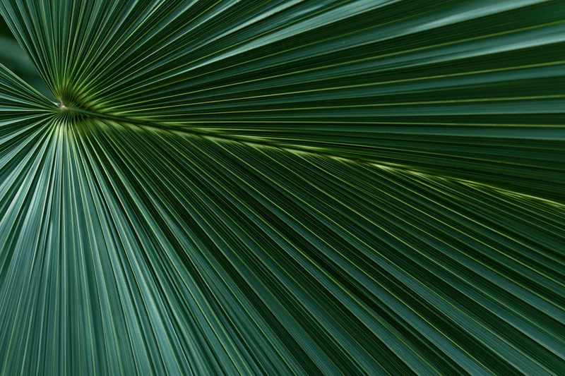 Close-up of a fan palm leaf with radiating fronds filling the frame