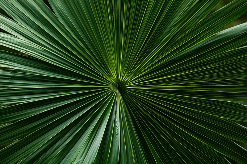 Close-up of a large tropical palm frond showing radial symmetry and detailed leaf texture