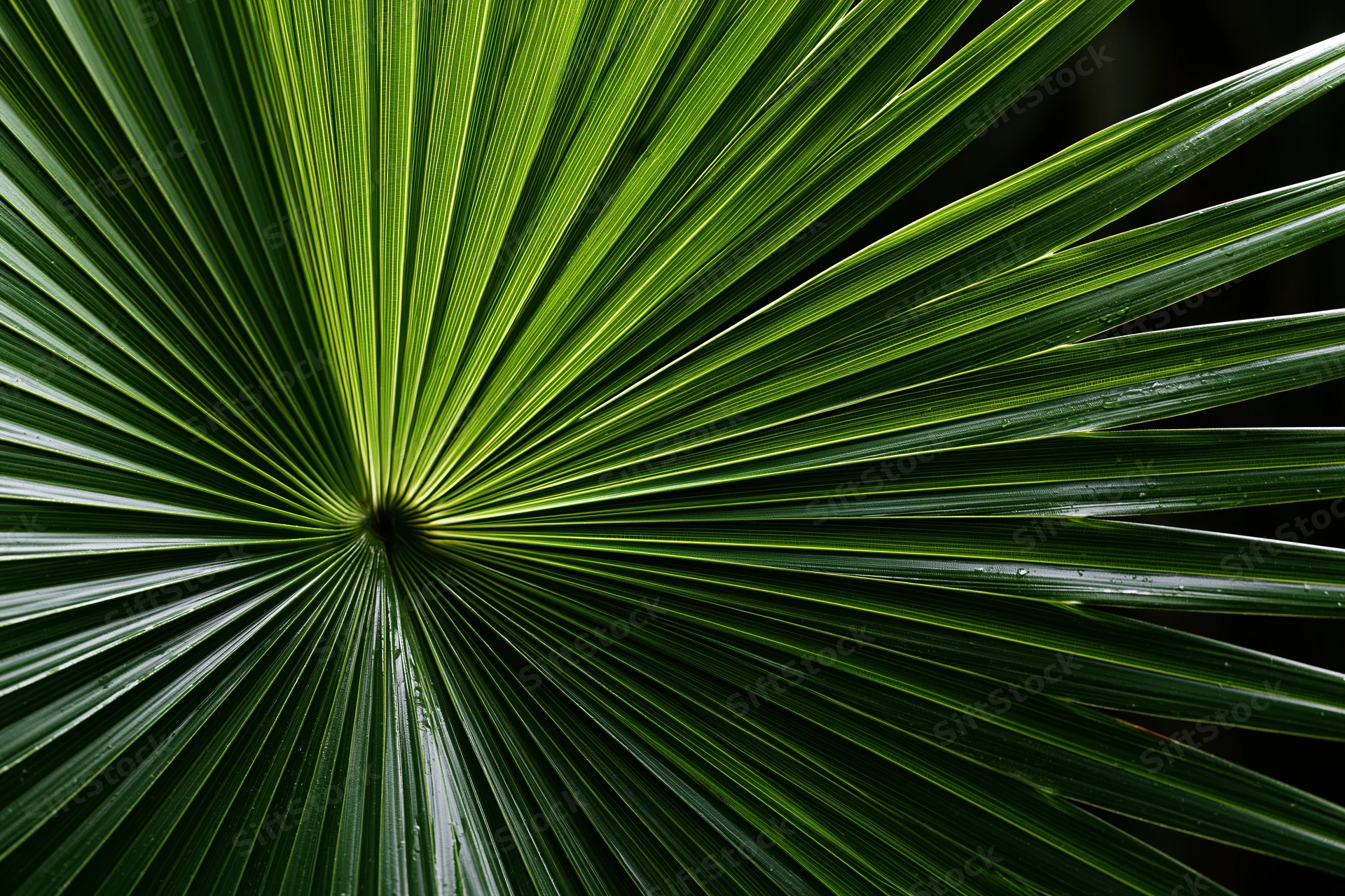 Close-up of a large tropical palm frond with radial green leaves filling the frame