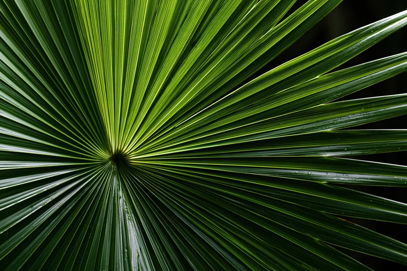 Close-up of a large tropical palm frond with radial green leaves filling the frame