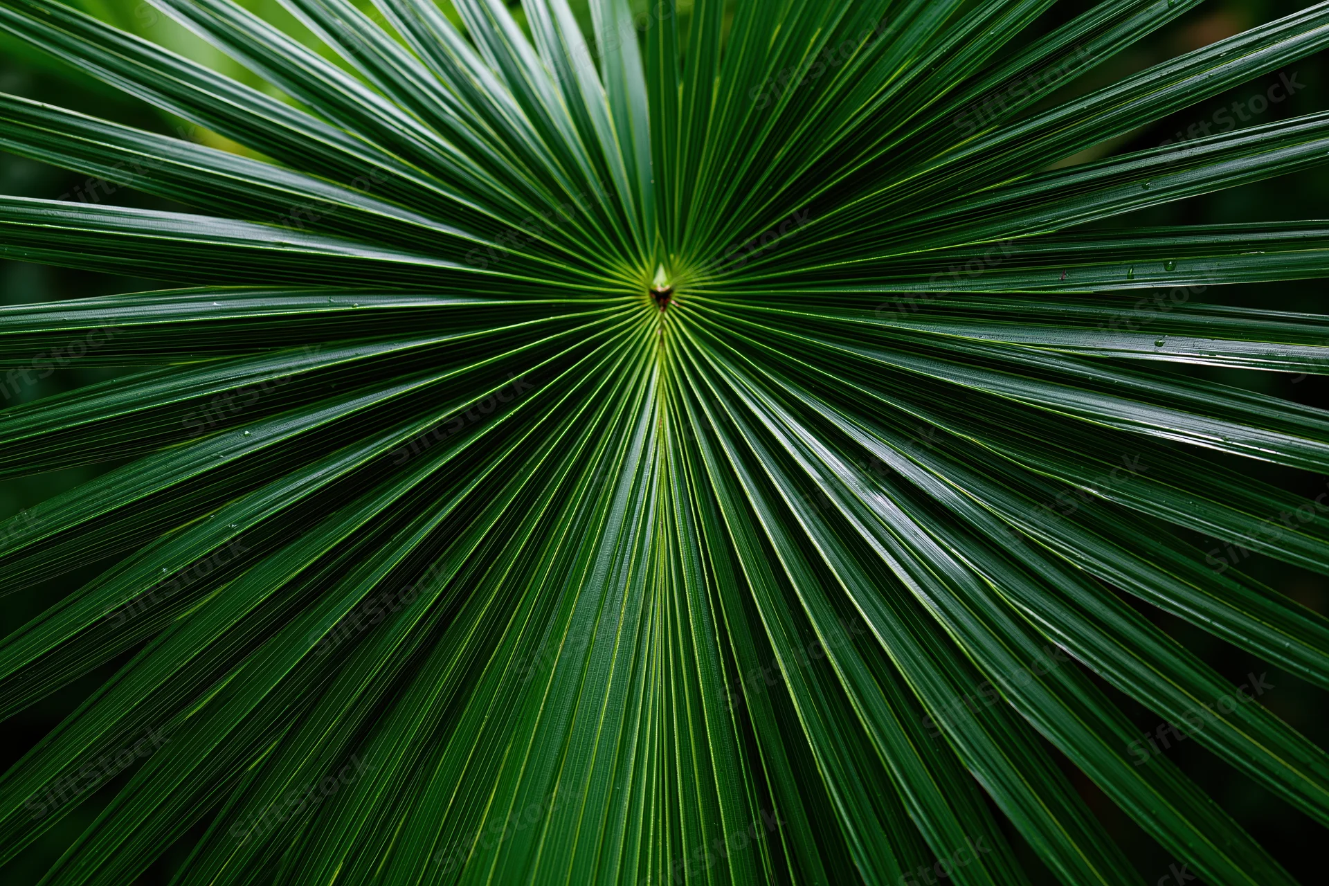 Close-up of a large tropical palm frond with radial leaf pattern filling the frame