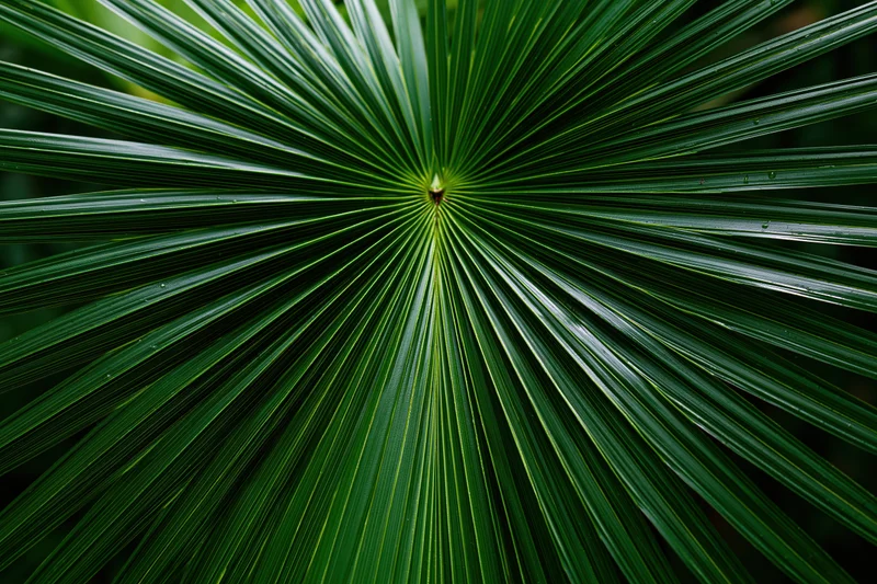 Close-up of a large tropical palm frond with radial leaf pattern filling the frame