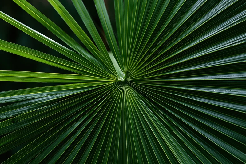 Close-up of a large tropical palm frond with radial leaf structure and green texture filling the frame