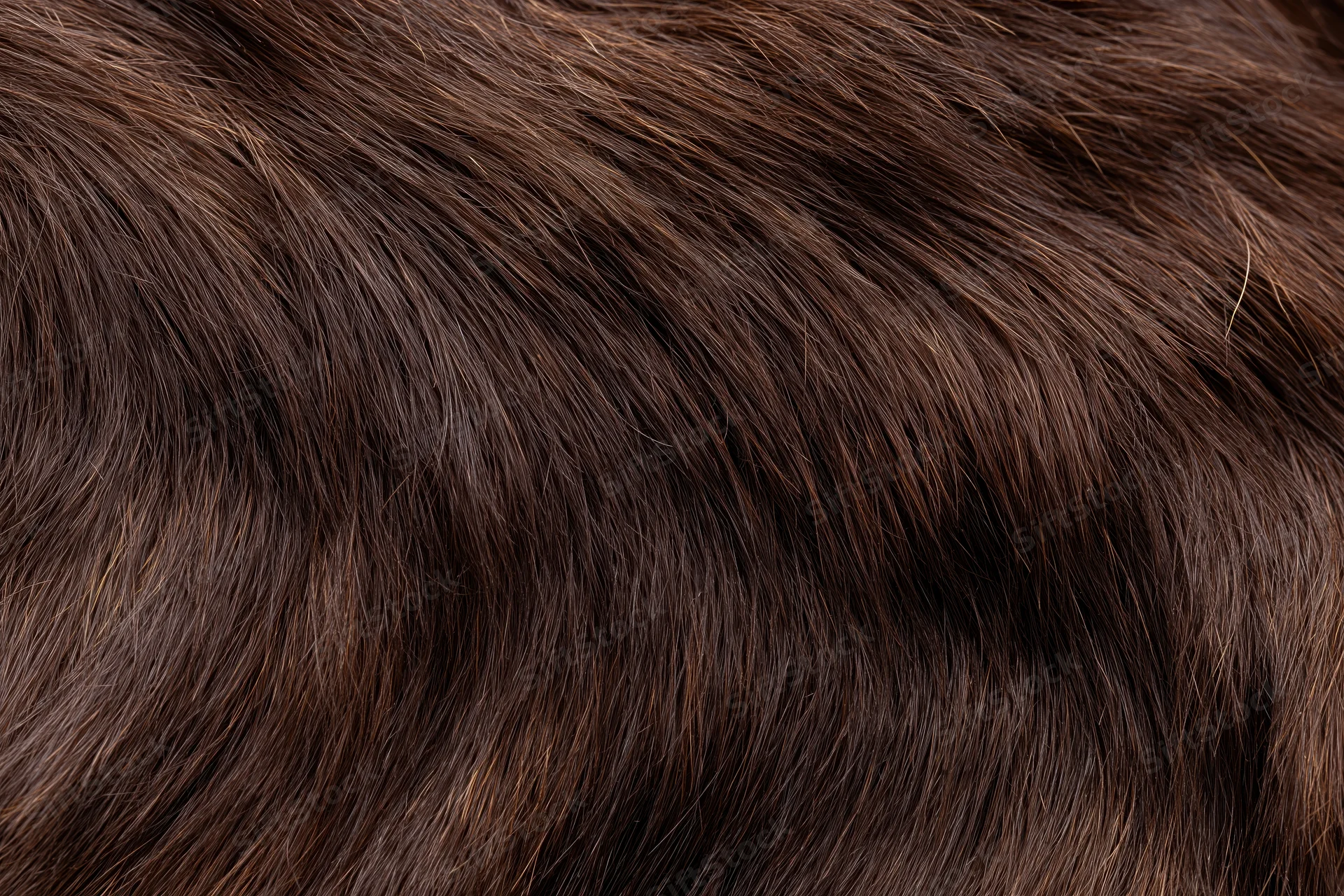 Close-up of dark brown animal fur texture filling the frame