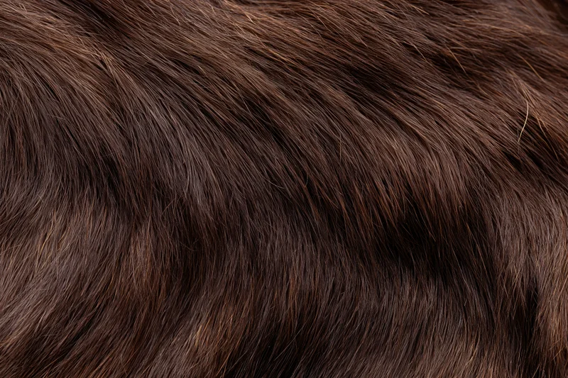 Close-up of dark brown animal fur texture filling the frame