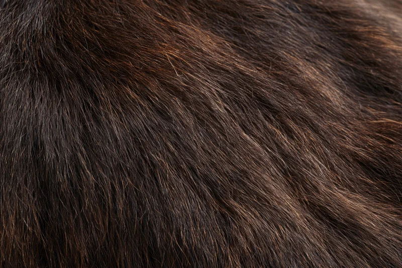 Close-up of dark brown animal fur texture filling the frame
