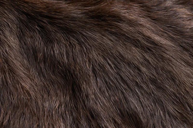 Close-up of dark brown animal fur texture filling the frame