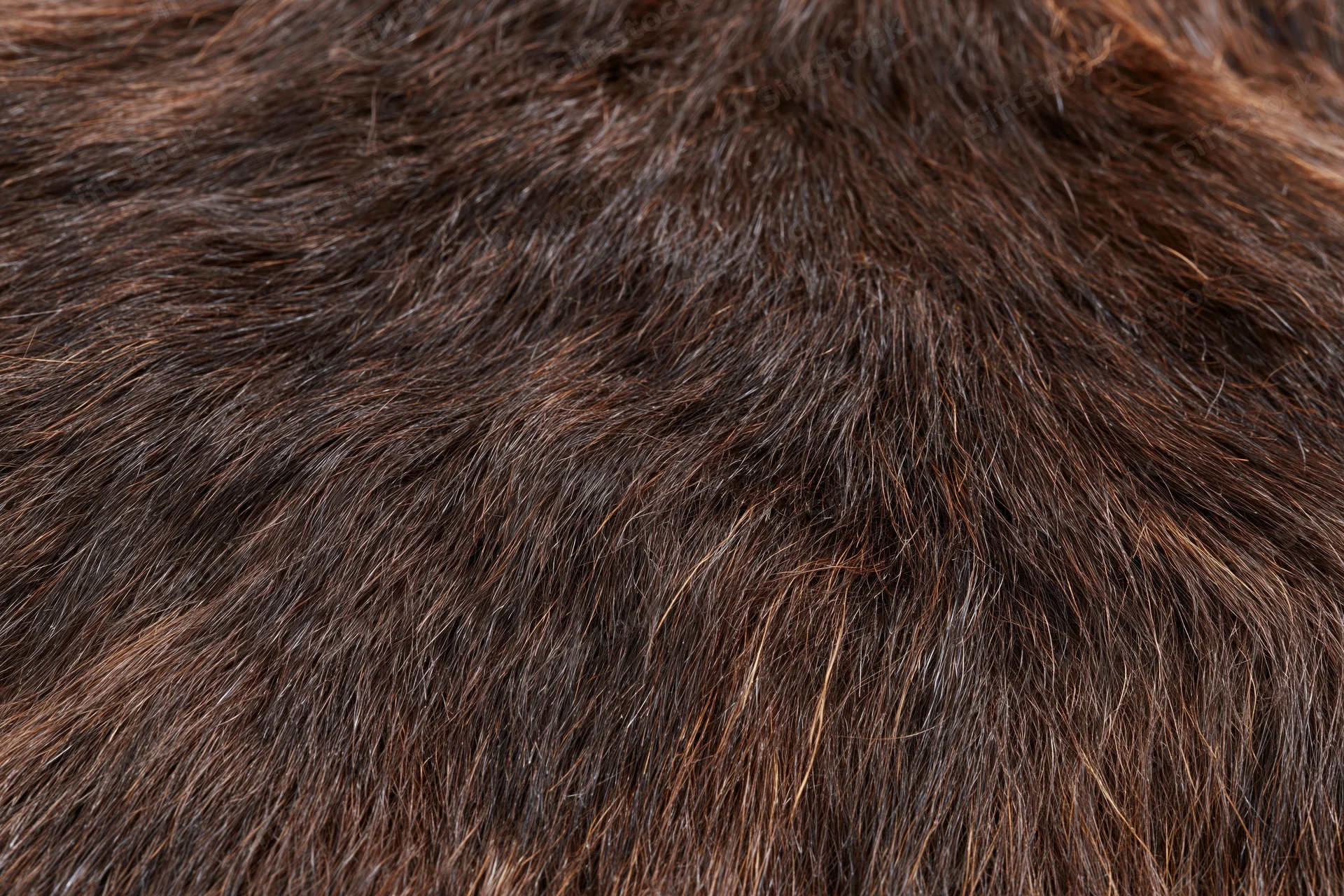 Close-up of dark brown animal fur texture filling the frame