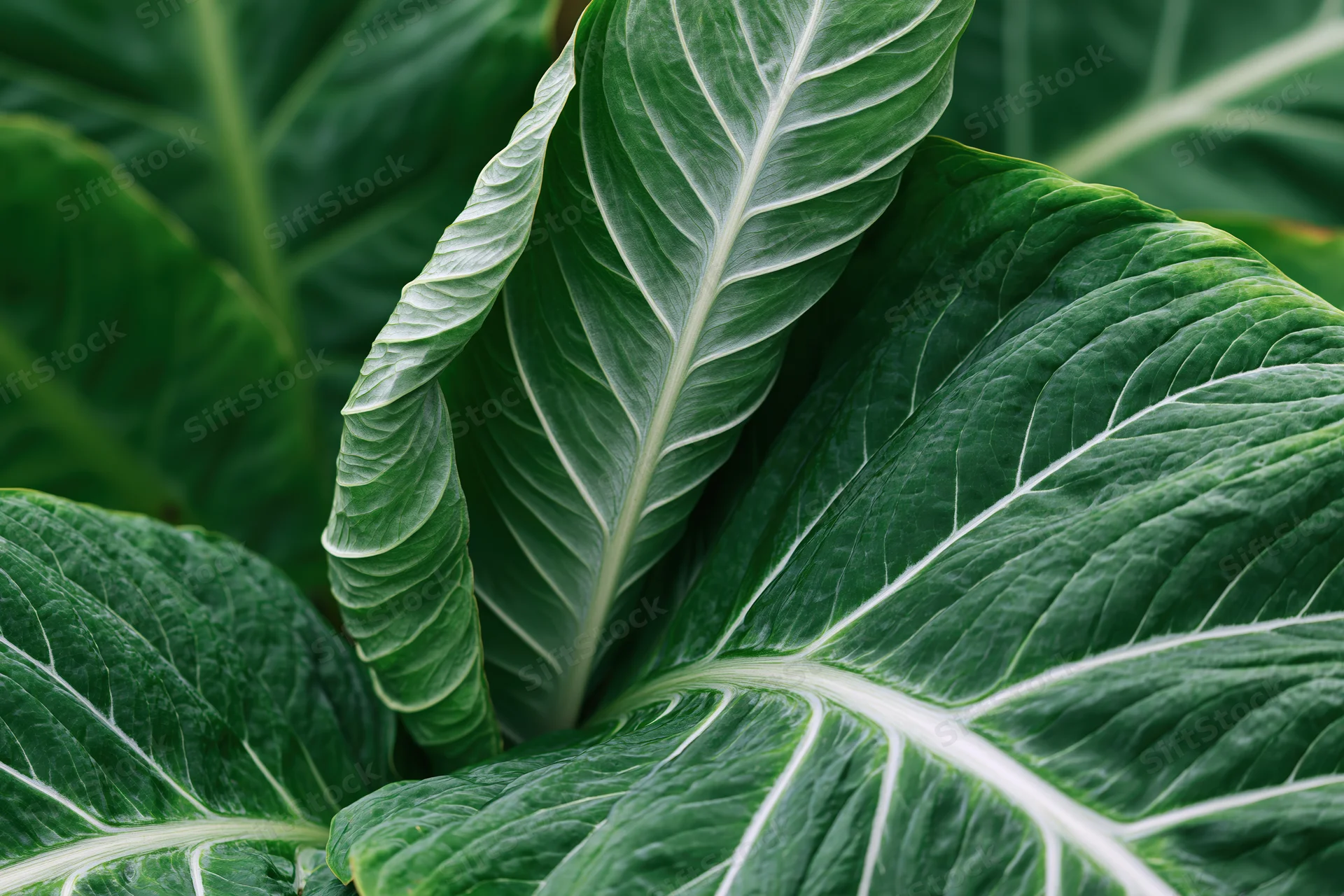 Close-up of large tropical leaves with prominent white veins and textured surfaces