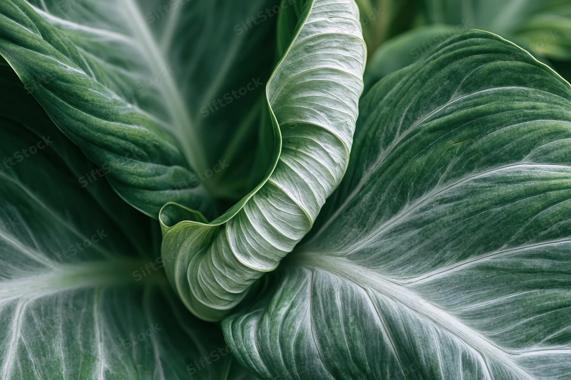 Close-up of large tropical leaves with prominent veins and ruffled edges