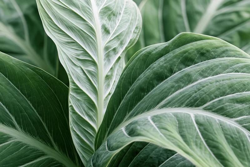 Close-up of large tropical leaves with prominent white veins and green surfaces