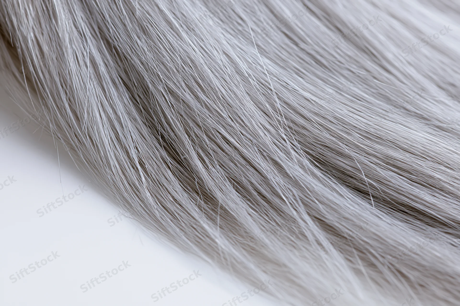 Close-up of silver-grey straight human hair strand on white background
