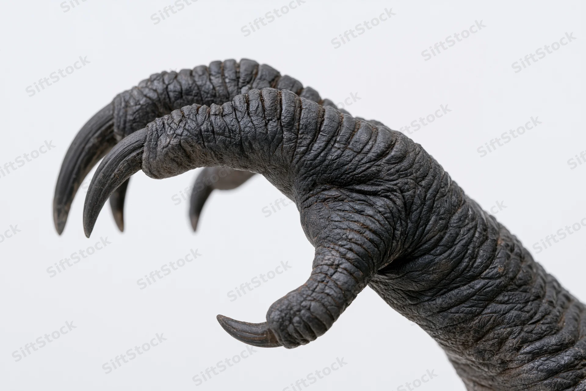 Close-up of a dark reptilian claw with long sharp talons isolated on white