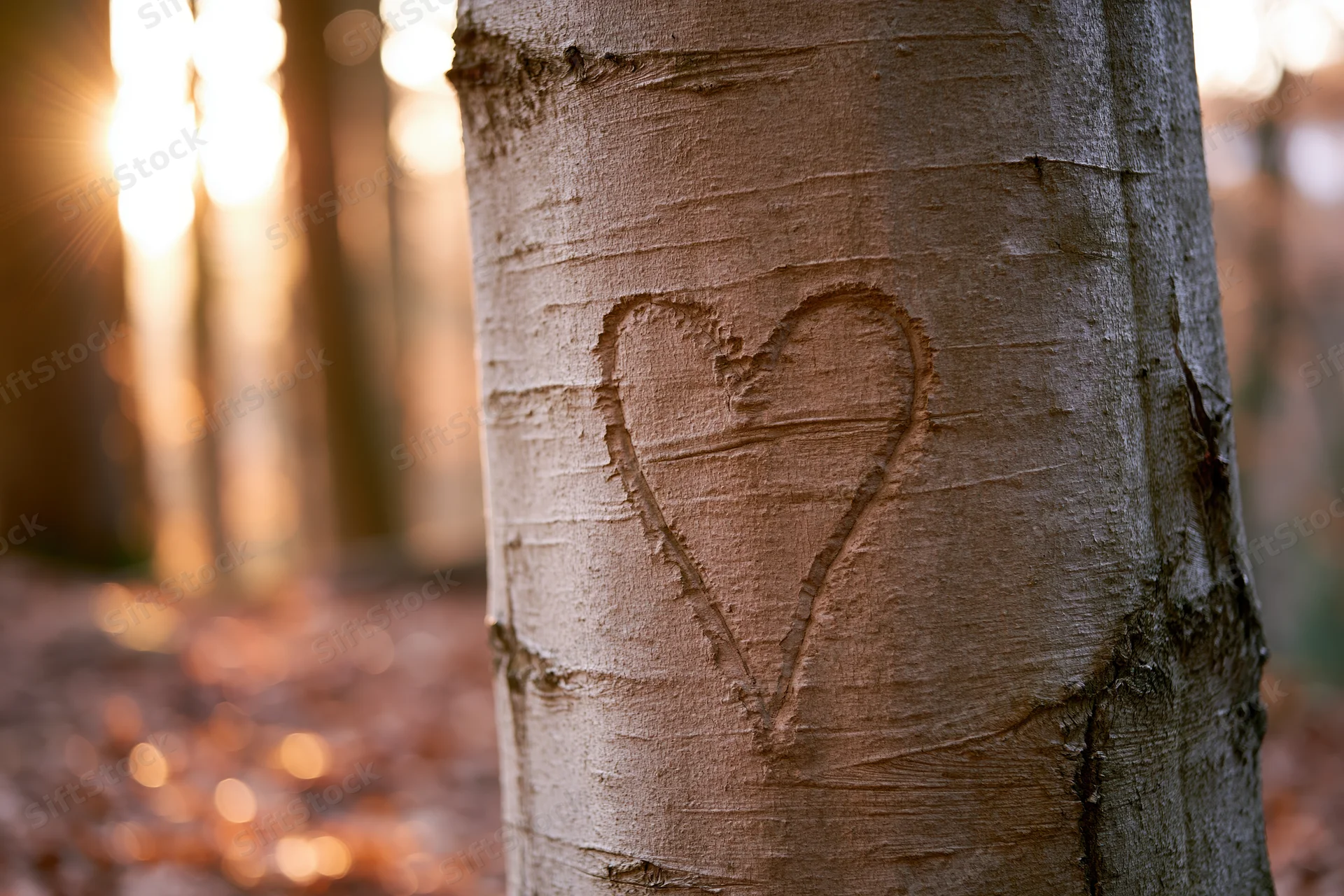 Heart carved into beech tree bark in a sunlit forest during autumn
