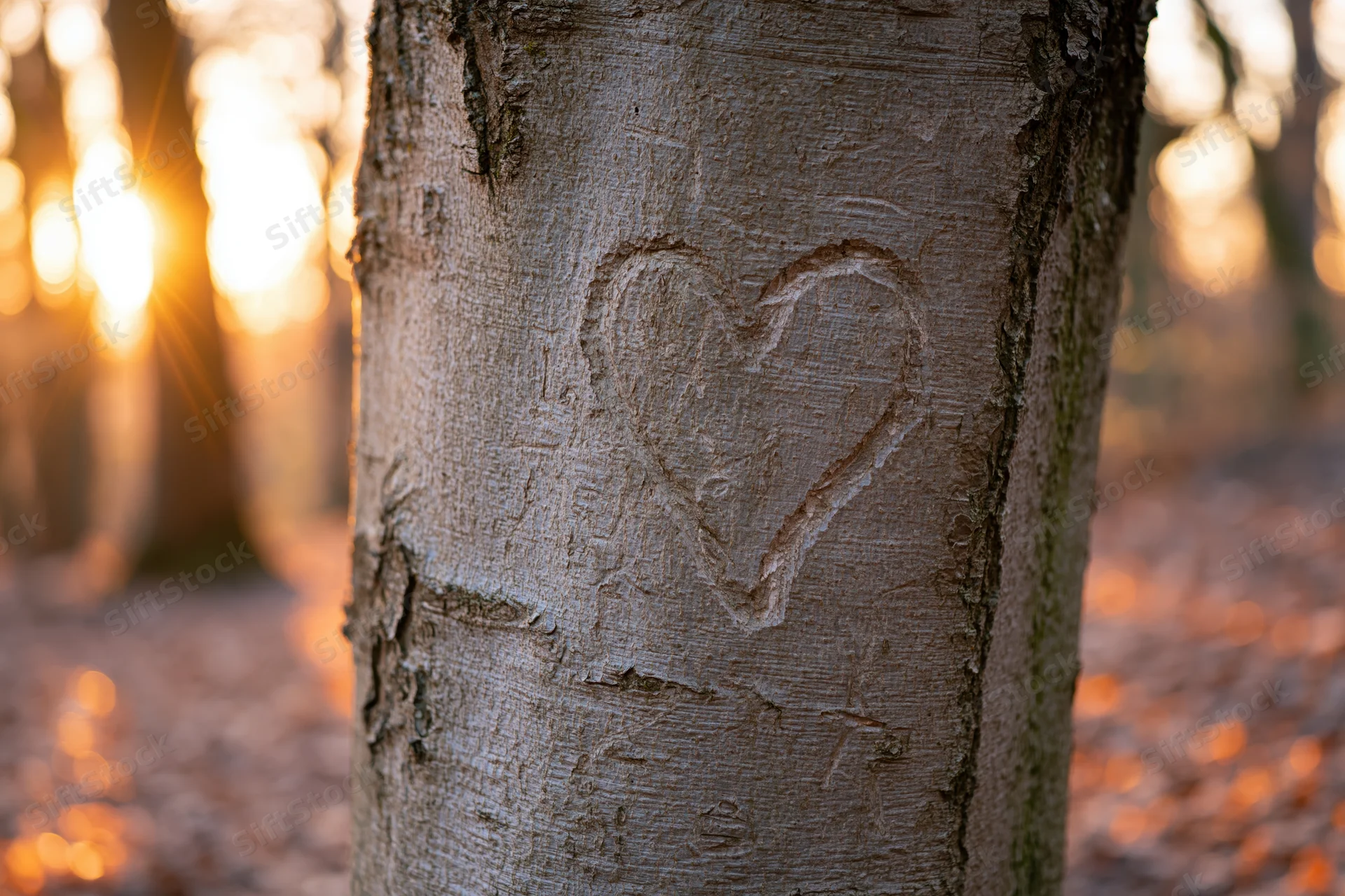 Heart carved into beech tree bark in a sunlit forest during autumn