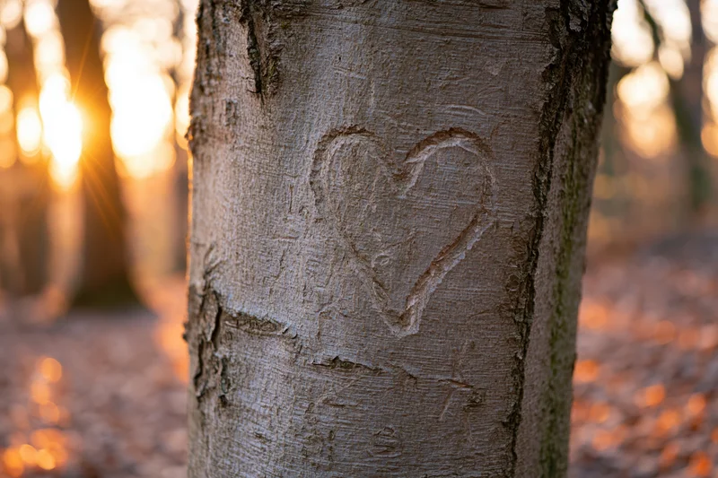 Close-up of a heart shape carved into smooth beech tree bark
