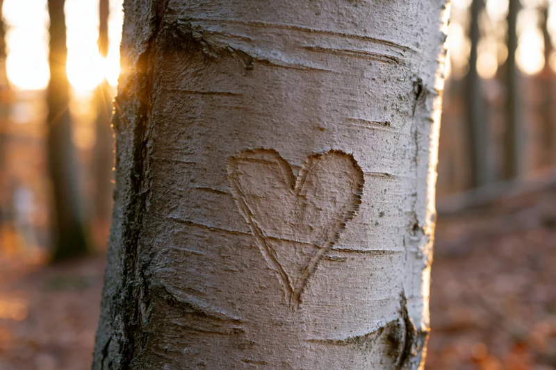 Heart carved into beech tree bark in forest at golden hour