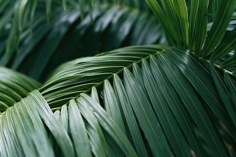 Close-up of overlapping tropical palm leaves filling the frame