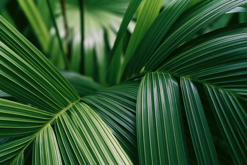 Close-up of overlapping tropical palm leaves filling the frame