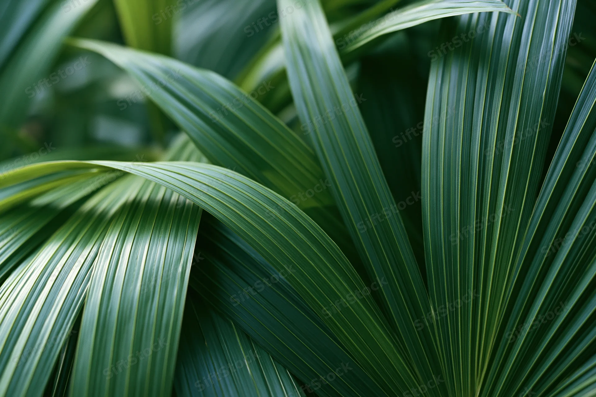 Close-up of overlapping tropical palm leaves filling the frame