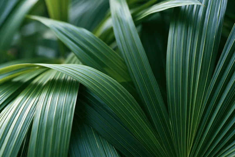 Close-up of overlapping tropical palm leaves filling the frame