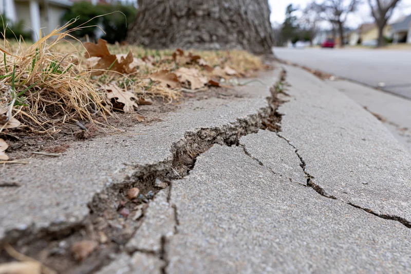 Cracked and uplifted concrete sidewalk slabs near a tree in a residential neighborhood