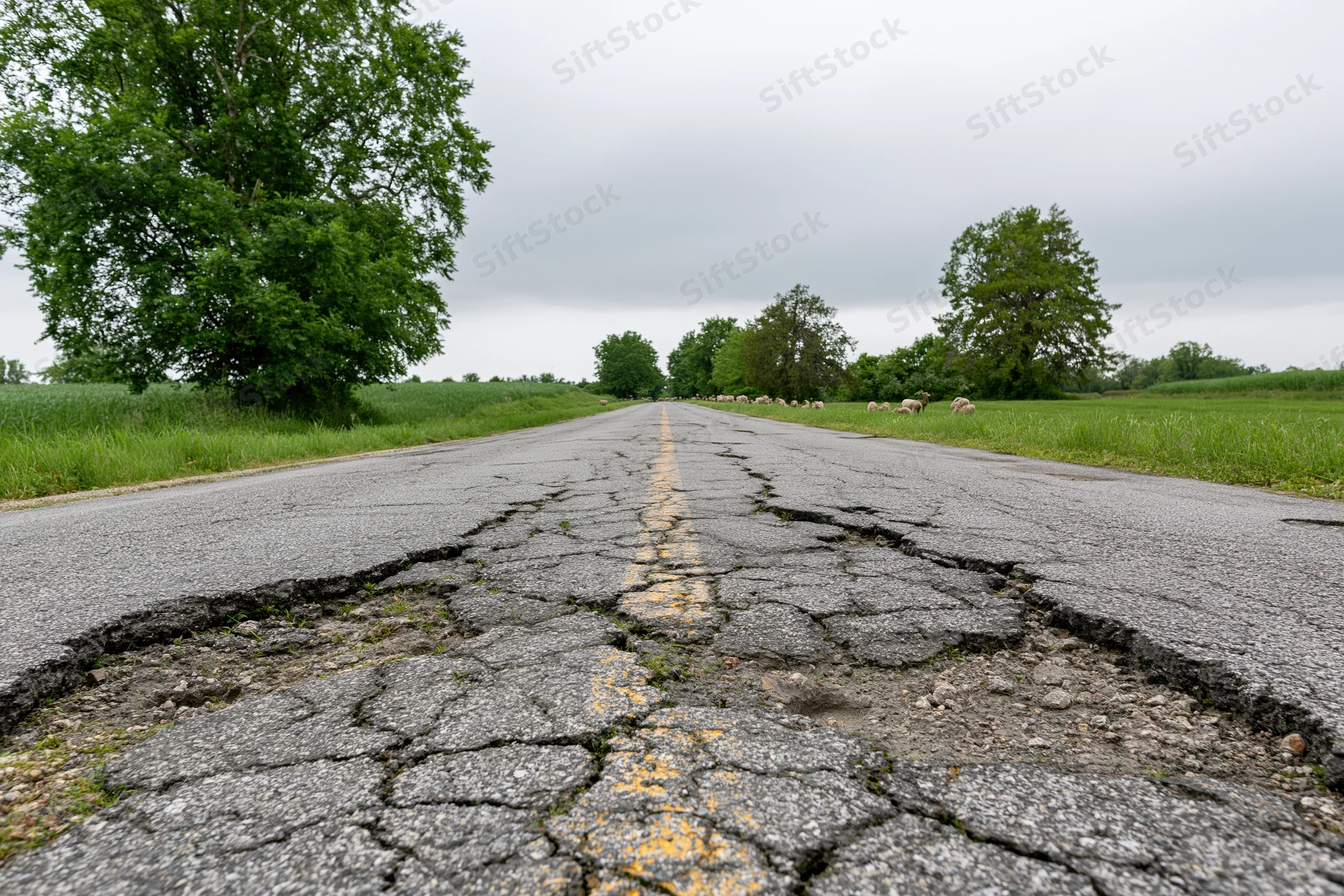 Damaged rural two-lane asphalt road stretching into the distance with cracked pavement and sheep grazing in adjacent fields