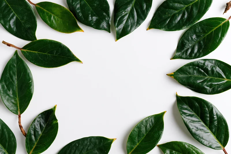 Dark green tropical leaves arranged in a flat lay border frame on white background with copyspace