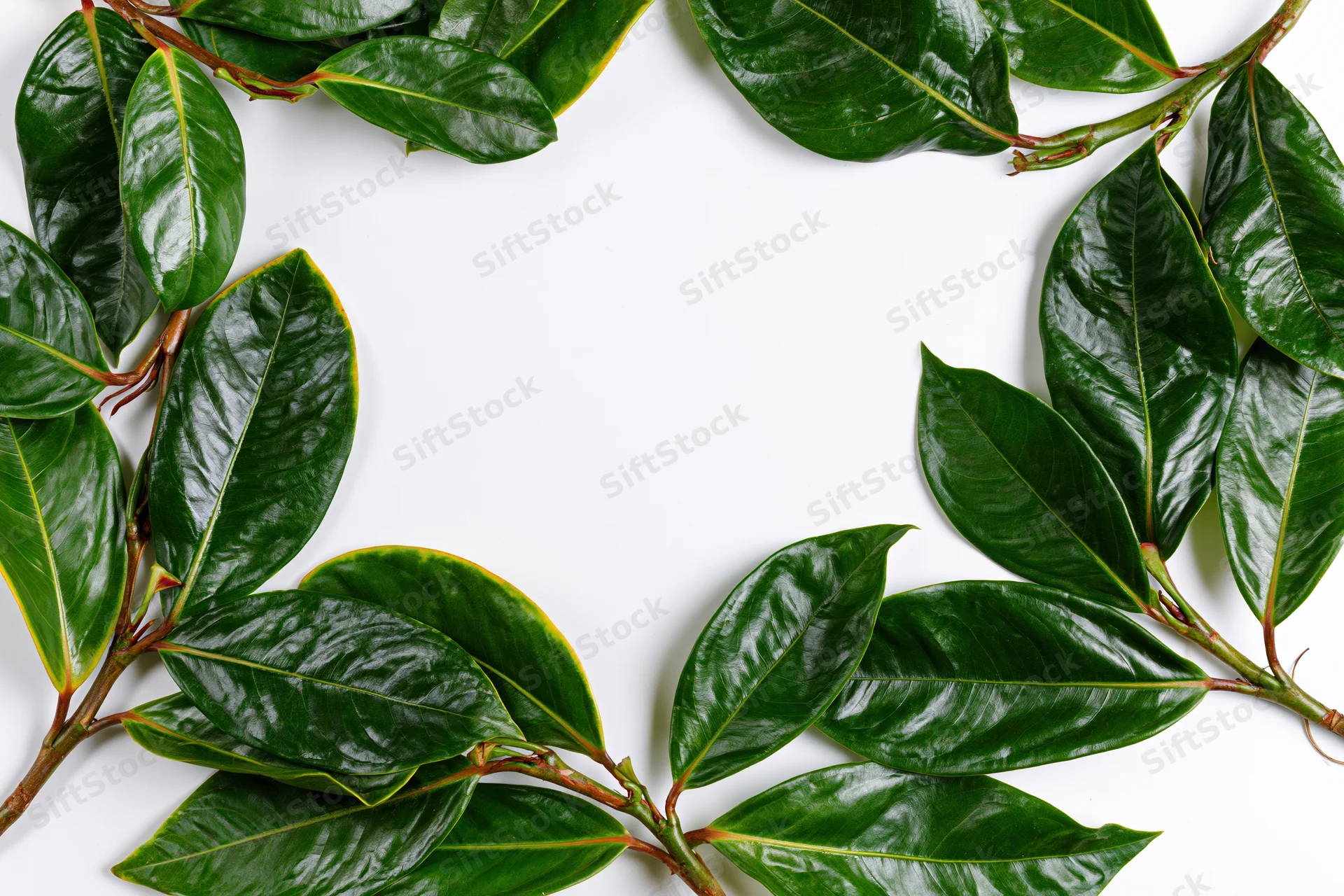Dark green tropical leaves arranged in a flat lay border frame on white background