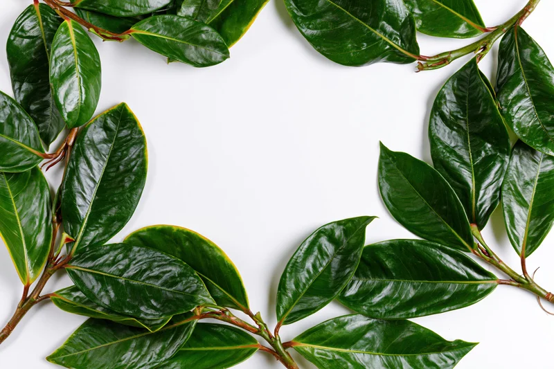 Dark green tropical leaves arranged in a flat lay border frame on white background