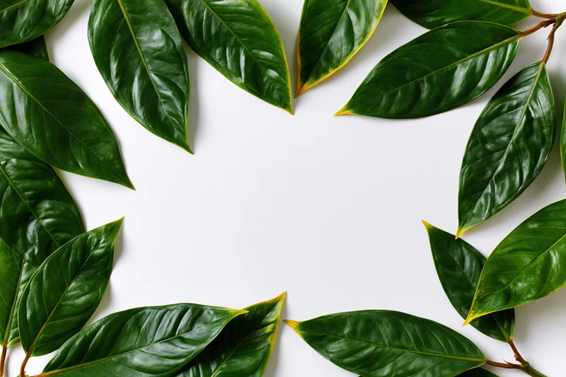 Dark green tropical leaves arranged in a flat lay border frame on white background with copyspace