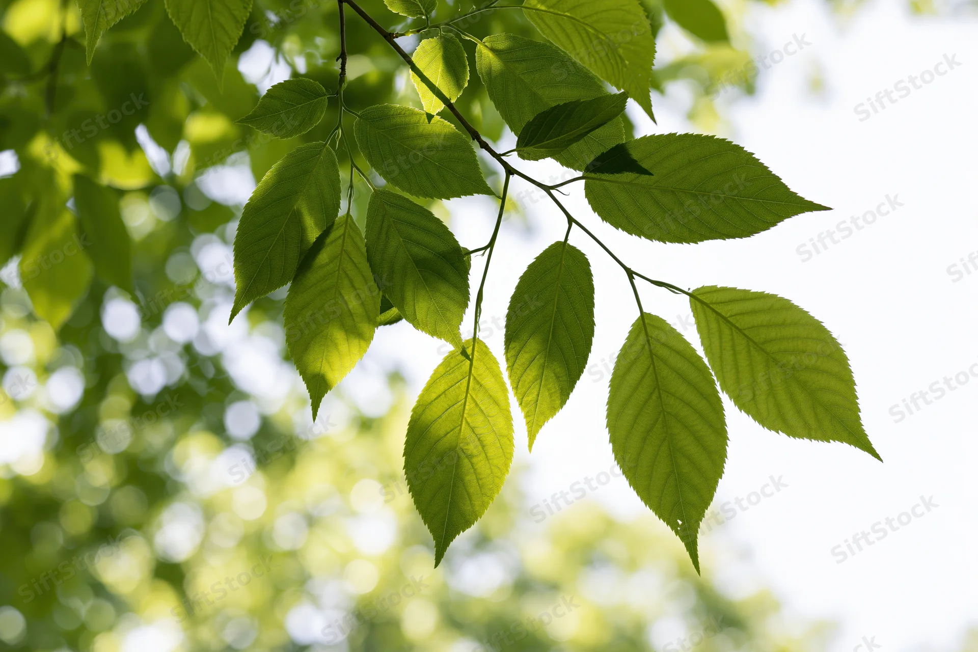 Fresh green leaves on a tree branch backlit by sunlight in a natural outdoor setting