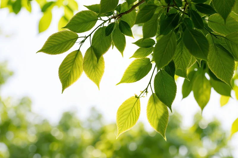 Fresh green leaves hanging from a tree branch in sunlight with blurred foliage background
