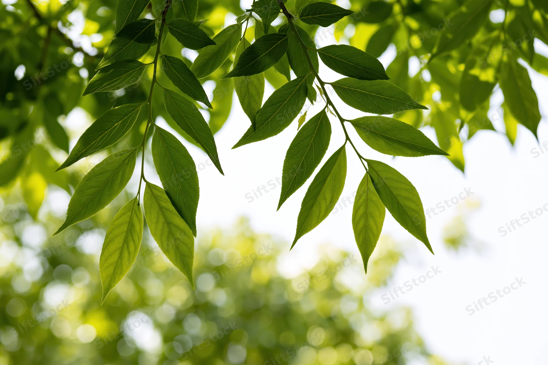 Green leaves hanging from a tree branch in sunlight with blurred foliage background