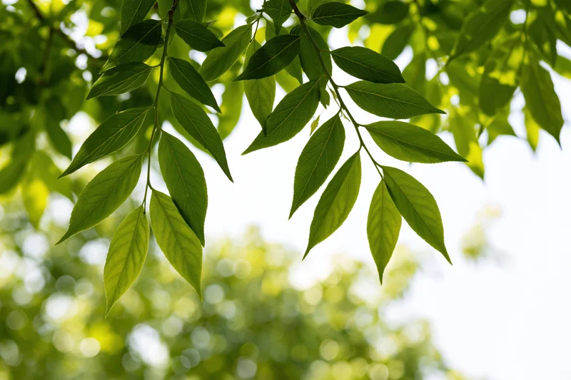 Green leaves hanging from a tree branch in sunlight with blurred foliage background