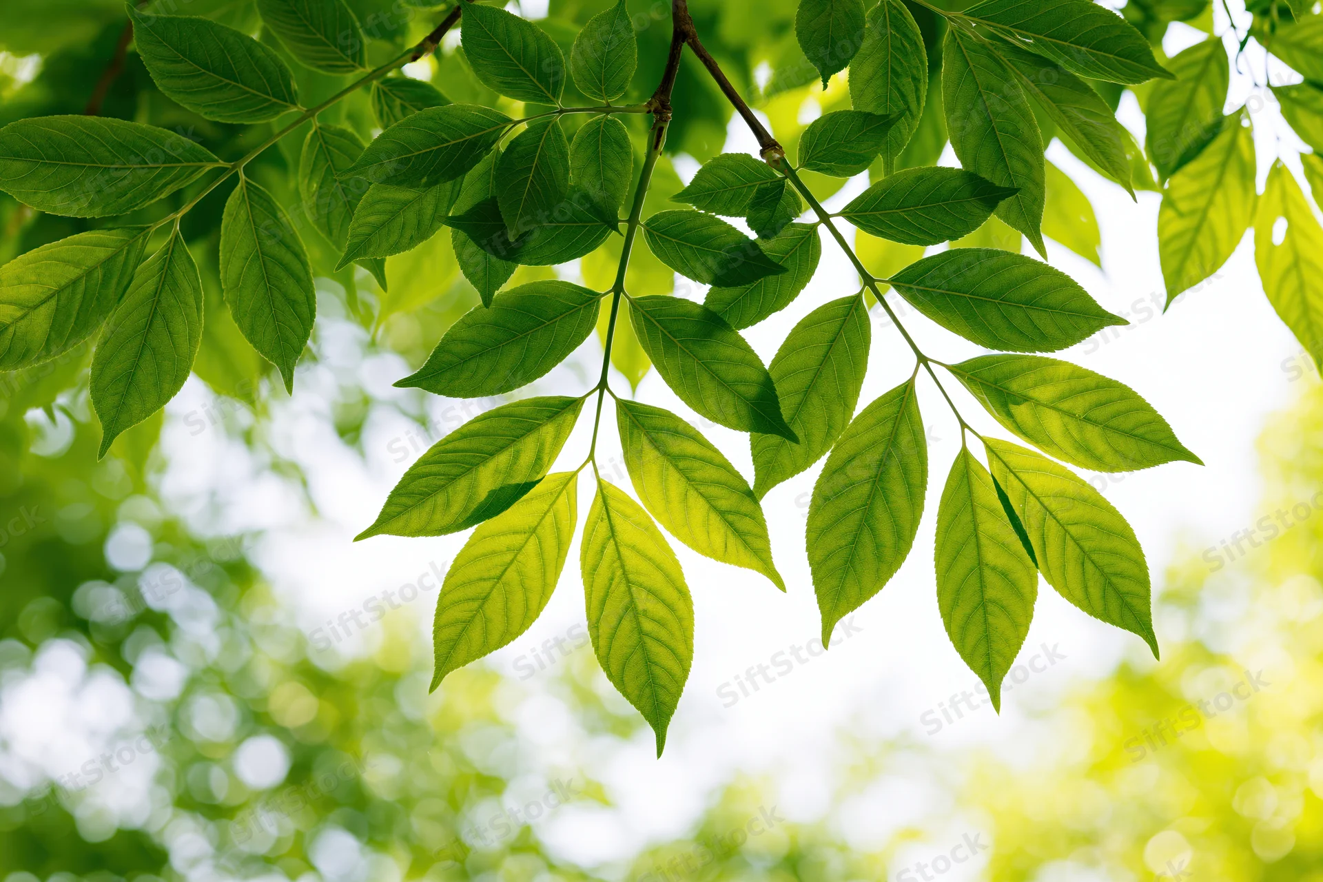 Close-up of fresh green leaves on a tree branch against bright sky