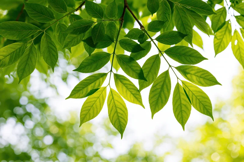 Close-up of fresh green leaves on a tree branch against bright sky
